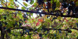 marcio-lopes-winemaker