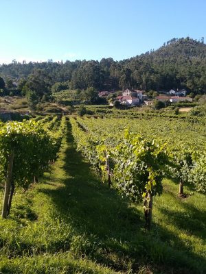 Márcio Lopes Winemaker | Vinhas marcio-lopes-winemaker-vinhas
