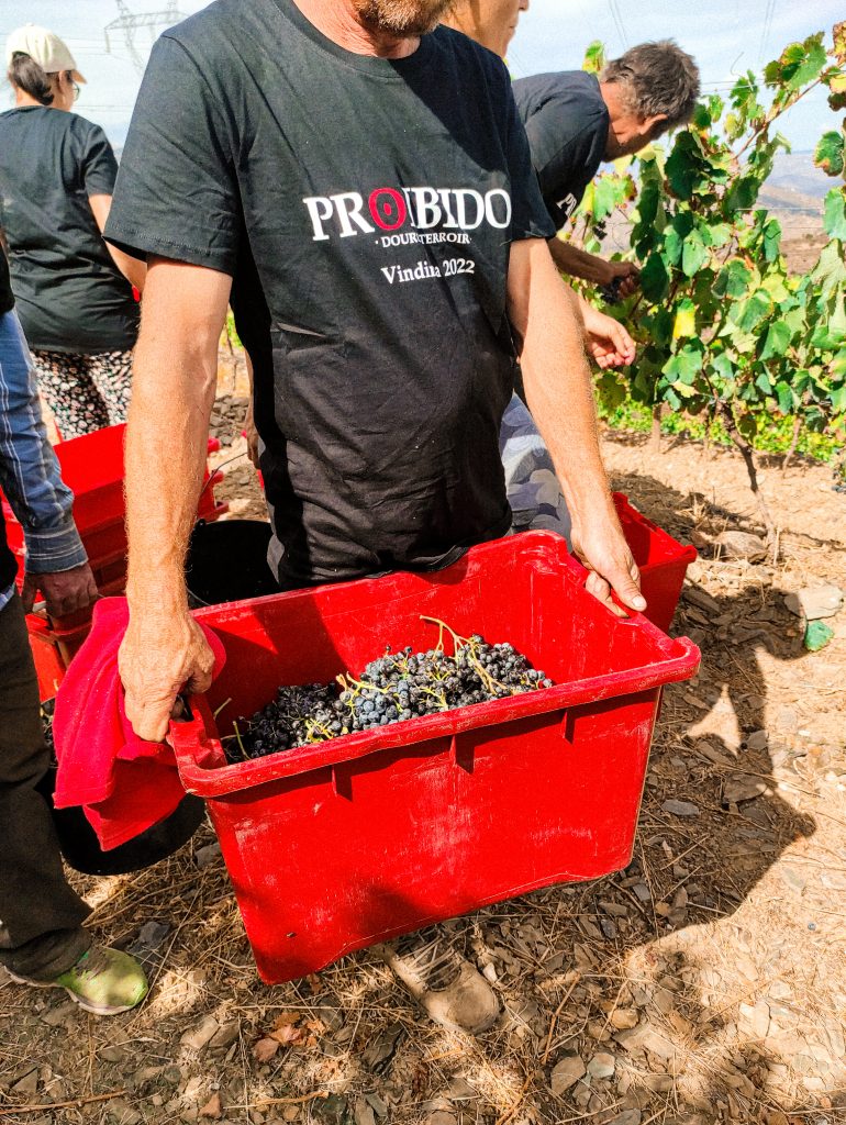 marcio-lopes-winemaker-vinhas