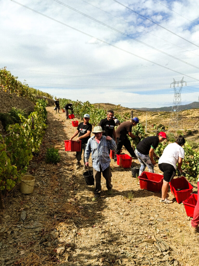 marcio-lopes-winemaker-vinhas
